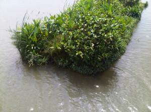 IMG00983-20120512-1124