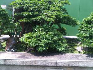 IMG00988-20120512-1149