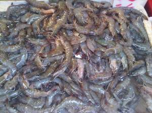 IMG01295-20120528-1315