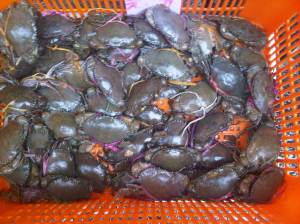 IMG01296-20120528-1315