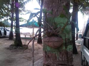 IMG03007-20130209-1425