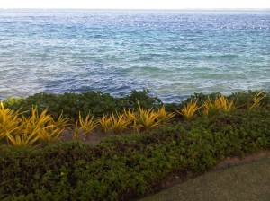 IMG03086-20130213-1641